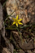 DPPhotography - Corsica - Gagea bohemica - C