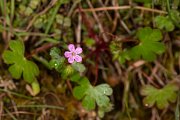 DPPhotography - Corsica - Geranium lucidum - A