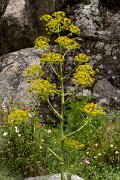 DPPhotography - Corsica - Giant fennel, Ferula communis - C