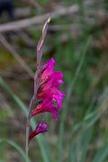 DPPhotography - Corsica - Gladiolus dubius - A