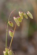 DPPhotography - Corsica - Greater quaking-grass - A