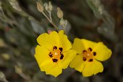 DPPhotography - Corsica - Halimium halimifolium - F