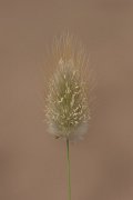 DPPhotography - Corsica - Harestail grass - B