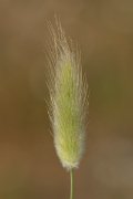 DPPhotography - Corsica - Harestail grass - C