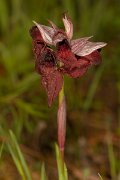 DPPhotography - Corsica - Heart-lipped tongue orchid, Serapias cordigera - A