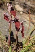 DPPhotography - Corsica - Heart-lipped tongue orchid, Serapias cordigera - B