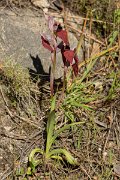 DPPhotography - Corsica - Heart-lipped tongue orchid, Serapias cordigera - C