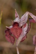 DPPhotography - Corsica - Heart-lipped tongue orchid, Serapias cordigera - D