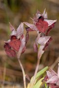 DPPhotography - Corsica - Heart-lipped tongue orchid, Serapias cordigera - E