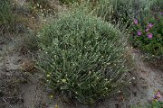 DPPhotography - Corsica - Helichrysum italicum - A