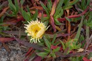 DPPhotography - Corsica - Hottentot fig, Carpobrotus edulis - A