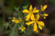 DPPhotography - Corsica - Hypericum perforatum - A
