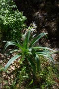DPPhotography - Corsica - Illyrian sea lily, Pancratium illyricum - B