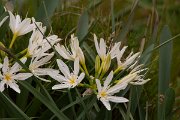 DPPhotography - Corsica - Illyrian sea lily, Pancratium illyricum - E