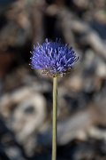 DPPhotography - Corsica - Jasione montana, Sheep's-bit - A