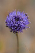 DPPhotography - Corsica - Jasione montana, Sheep's-bit - B