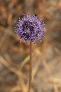 DPPhotography - Corsica - Jasione montana, Sheep's-bit - C