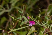DPPhotography - Corsica - Lathyrus clymenum - A