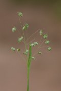 DPPhotography - Corsica - Lesser quaking-grass - A