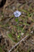 DPPhotography - Corsica - Linum bienne - A