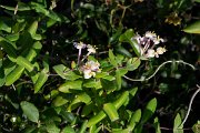 DPPhotography - Corsica - Lonicera implexa - A