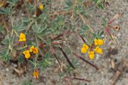 DPPhotography - Corsica - Lotus cytisoides - B