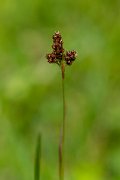 DPPhotography - Corsica - Luzula campestris - A