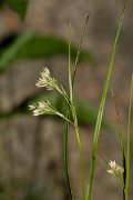 DPPhotography - Corsica - Luzula pedemontana - A