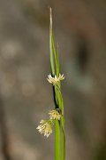 DPPhotography - Corsica - Luzula pedemontana - B