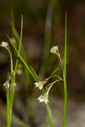 DPPhotography - Corsica - Luzula pedemontana - C