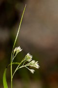 DPPhotography - Corsica - Luzula pedemontana - D