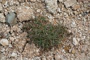 DPPhotography - Corsica - Luzula spicata - A