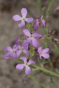 DPPhotography - Corsica - Matthiola sinuata - B