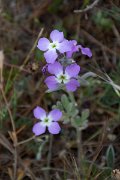 DPPhotography - Corsica - Matthiola tricuspidata - A
