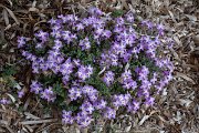 DPPhotography - Corsica - Matthiola tricuspidata - B