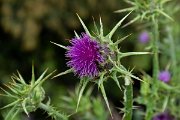 DPPhotography - Corsica - Milk thistle - A
