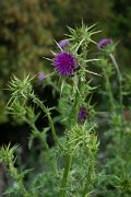 DPPhotography - Corsica - Milk thistle - B