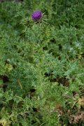 DPPhotography - Corsica - Milk thistle - C