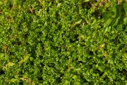 DPPhotography - Corsica - Montia arvensis - B
