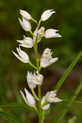 DPPhotography - Corsica - Narrow-leaved helleborine, Cephalanthera longifolia - C
