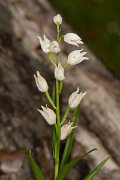 DPPhotography - Corsica - Narrow-leaved helleborine, Cephalanthera longifolia - D