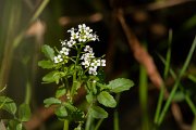 DPPhotography - Corsica - Nasturtium officinale - A