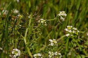 DPPhotography - Corsica - Nasturtium officinale - B