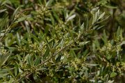 DPPhotography - Corsica - Olive - A