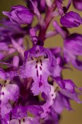 DPPhotography - Corsica - Orchis mascula, Early Purple Orchid - C