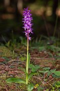 DPPhotography - Corsica - Orchis mascula, Early Purple Orchid - D