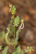 DPPhotography - Corsica - Ornithopus compressus - B