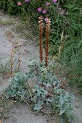 DPPhotography - Corsica - Orobanche minor - A