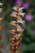 DPPhotography - Corsica - Orobanche minor - B