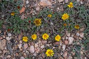 DPPhotography - Corsica - Pallenis maritima - A